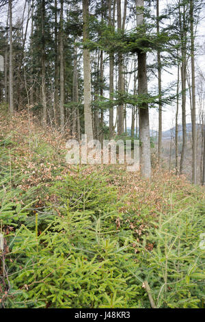 Natural regeneration of fir, spruce and beech under a canopy of overwood of beeches and firs in a mountainous forest in Styria, Austria. Stock Photo