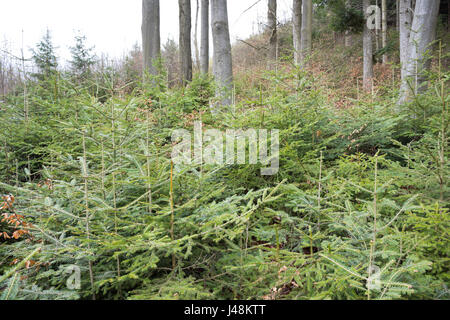 Natural regeneration of fir, spruce and beech under a canopy of overwood of beeches and firs in a mountainous forest in Styria, Austria. Stock Photo