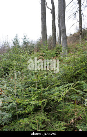 Natural regeneration of fir, spruce and beech under a canopy of overwood of beeches and firs in a mountainous forest in Styria, Austria. Stock Photo