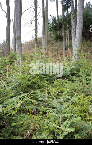 Natural regeneration of fir, spruce and beech under a canopy of overwood of beeches and firs in a mountainous forest in Styria, Austria. Stock Photo