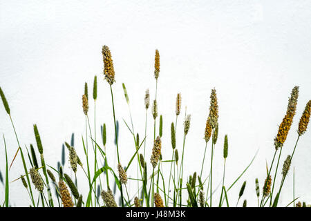 Fluffy rushes with grass against white house wall in Germany Stock Photo