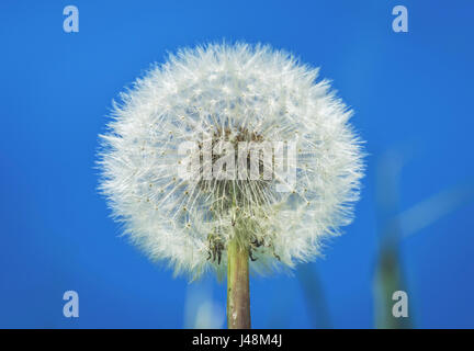 Fine art photography: macro photo of a dandelion seed head against blue sky Stock Photo