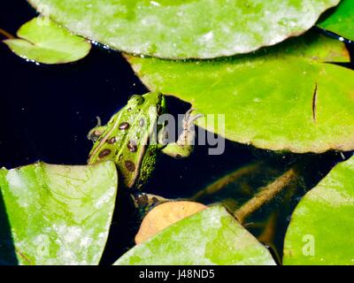 Green European edible frog with claw resting on a lily pad. Paris, France Stock Photo
