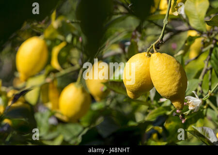 lemon tree in Deia, Majorca, Spain