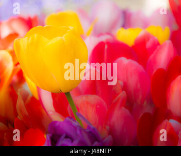 Flower bed with yellow tulips Stock Photo - Alamy