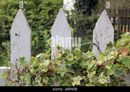English garden fence. Stock Photo