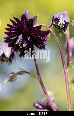 Dark purple double columbine flowers of the hardy cottage garden favourite, Aquilegia vulgaris 'Black Barlow' Stock Photo
