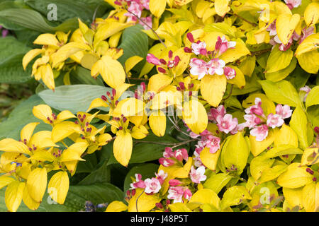 Golden foliage and laste spring pink flowers of the hardy deciduous shrub, Weigela 'Looymansii Aurea' Stock Photo