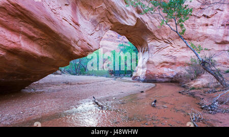 Coyote Natural Bridge Rock Formation or Coyote Gulch with Perennial Water Stream Below, Escalante National Monument, Utah, United States Stock Photo