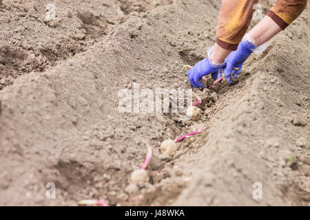 Planting potatoes on a field. Woman working in the garden in spring. Stock Photo