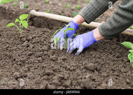 Woman with blue gloves planting a pepper seedling in vegetable garden. Stock Photo