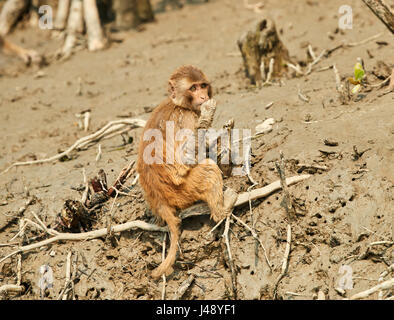 rhesus macaque. Crab-eating macaque seats on the shore of the Sundarbans wetland Stock Photo