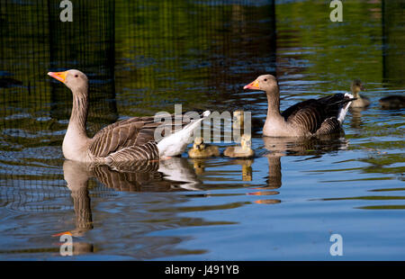 Brighton UK 10th May 2017 - A pair of Greylag Geese with their new born goslings enjoy the beautiful early evening sunshine in Queens Park Brighton with temperatures reaching the high teens celsius in some parts of the country today Photograph taken by Simon Dack Stock Photo