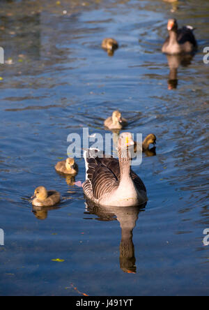 Brighton UK 10th May 2017 - A pair of Greylag Geese with their new born goslings enjoy the beautiful early evening sunshine in Queens Park Brighton with temperatures reaching the high teens celsius in some parts of the country today Photograph taken by Simon Dack Stock Photo