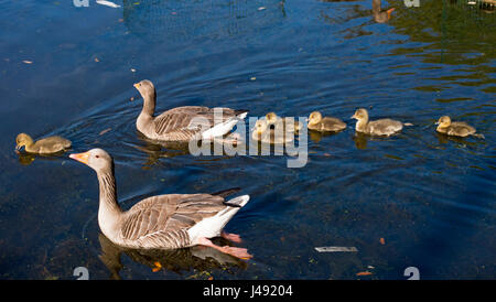 Brighton UK 10th May 2017 - A pair of Greylag Geese with their new born goslings enjoy the beautiful early evening sunshine in Queens Park Brighton with temperatures reaching the high teens celsius in some parts of the country today Photograph taken by Simon Dack Stock Photo