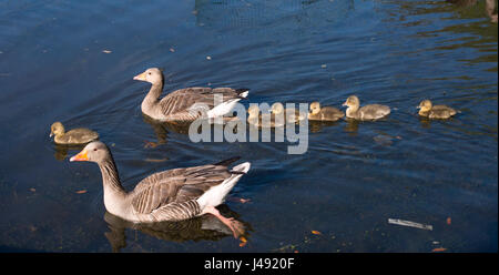 Brighton UK 10th May 2017 - A pair of Greylag Geese with their new born goslings enjoy the beautiful early evening sunshine in Queens Park Brighton with temperatures reaching the high teens celsius in some parts of the country today Photograph taken by Simon Dack Stock Photo