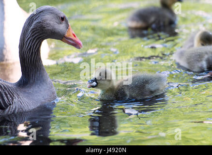 Brighton UK 10th May 2017 - A pair of Greylag Geese with their new born goslings enjoy the beautiful early evening sunshine in Queens Park Brighton with temperatures reaching the high teens celsius in some parts of the country today Photograph taken by Simon Dack Stock Photo