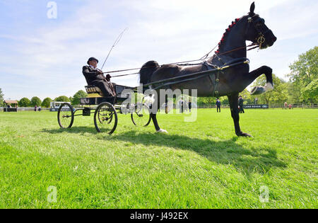 Windsor, UK. 10th May, 2017. Hackney horses and carriages high- stepping around Castle Arena on a glorious sunny - day 1 of the Royal Windsor Horse Show in the Windsor Castle Grounds Berkshire UK. Credit Gary Blake/Alamy Live News Stock Photo