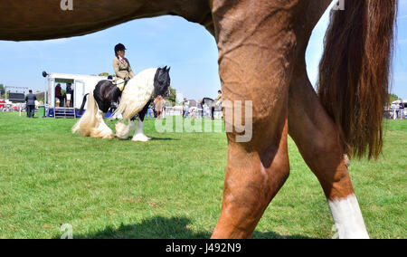 Frankshiloh a traditional Gipsy Cob with an extoradinary long mane and tail parades the Copper Horse Arena before the judging in the Pre - Senior Horse/Pony- Ridden competition on a glorious sunny - Day 1 of the Royal Windsor Horse Show in the Windsor Castle Grounds Berkshire UK. Credit Gary Blake/Alamy Live News Stock Photo