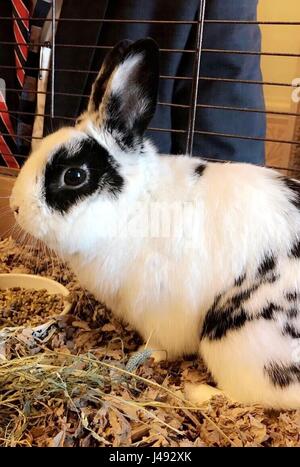 Washington DC, USA. 10th May, 2017. The official Photo of the Day handout showing the Second Family pet rabbit, Marlon Bundo, also known as BOTUS released the White House press office while U.S. President Donald Trump was meeting with Russian Foreign Minister Sergey Lavrov in the Oval Office of the White House May 10, 2017 in Washington, DC. Trump refused entry to the White House media and only Russian media was allow to cover the event. Credit: Planetpix/Alamy Live News Stock Photo