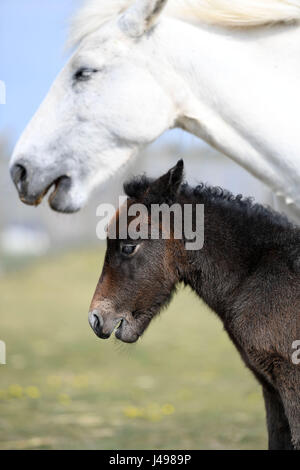 Rare Eriskay Pony Stock Photo