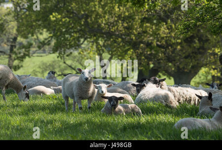 Preston, UK. 11th May, 2017. Sheep take to the shade of a hedge as temperatures hit 20 degrees centigrade near Garstang, Preston, Lancashire. Credit: John Eveson/Alamy Live News Stock Photo