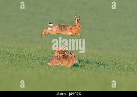 Norfolk, UK. 11th May, 2017. Brown Hares Lepus europaeus boxing and chasing each other around soon after dawn near Holt Norfolk Credit: David Tipling Photo Library/Alamy Live News Stock Photo