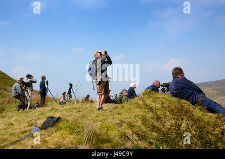 Lancashire, UK. 11th May, 2017. After a hike of 3 miles into the Bowland Fells from Dunsop Bridge, Lancashire, bird watchers are rewarded with a very rare sight in England, an adult male Pallid Harrier blown off course by Easterly winds on it's way to Kazakhstan after wintering in Africa. Adult males are exceptionally rare in the UK but one was seen near Hornsea in East Yorkshire last Sunday morning and this is likely to be the same bird. Credit: John Eveson/Alamy Live News Stock Photo
