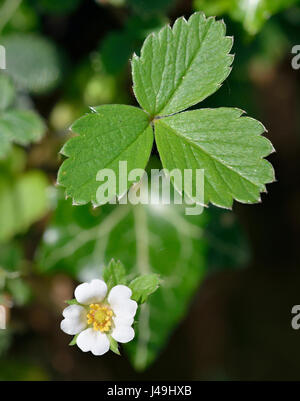 Barren Strawberry - Potentilla sterilis Flower and Leaf Stock Photo