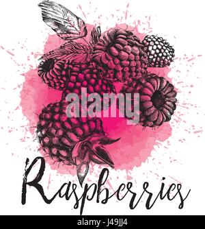 Vector illustration of raspberry in hand drawn Stock Vector