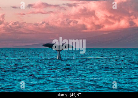 Humpback whale with tail out of the water in Lahaina on Maui at sunset. Stock Photo