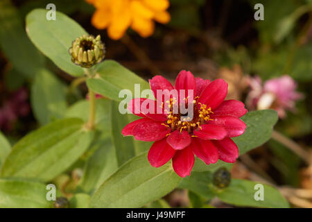 beautiful zinnia violacea Stock Photo