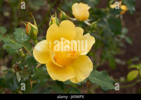 image of beautiful yellow rose close up Stock Photo