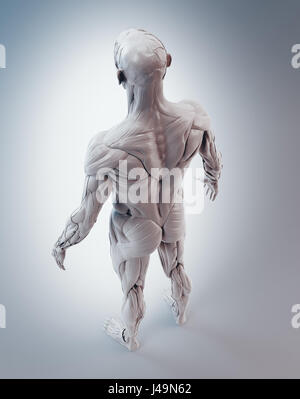 Detailed muscle human anatomy 3D illustration Stock Photo