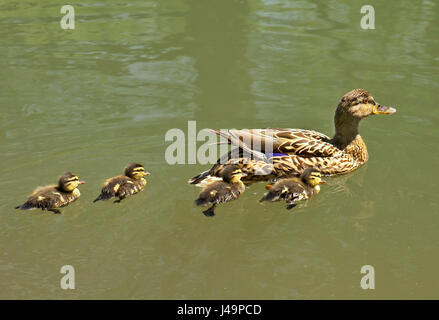 Female Mallard duck with her chicks. Stock Photo