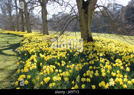 Landscape of daffodils in bloom under trees Stock Photo