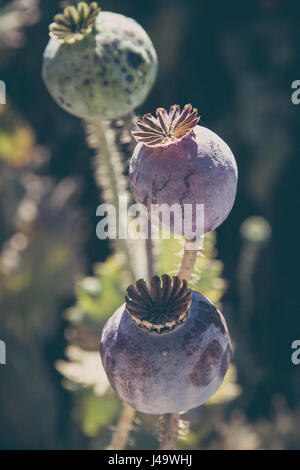 ripe-capsules-of-papaver-