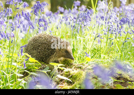 Hedgehog, Erinaceus europaeus , in Bluebells, Hyacinthoides non-scripta, April, Sussex, UK. Stock Photo