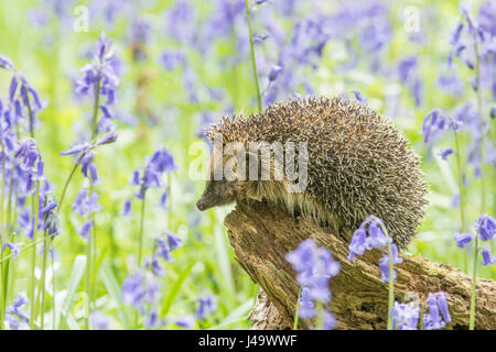 Hedgehog, Erinaceus europaeus , in Bluebells, Hyacinthoides non-scripta, April, Sussex, UK. Stock Photo