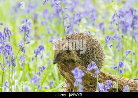 Hedgehog, Erinaceus europaeus , in Bluebells, Hyacinthoides non-scripta, April, Sussex, UK. Stock Photo