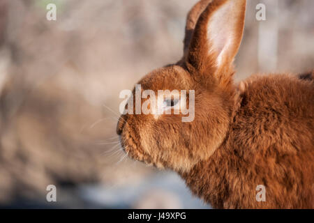 Close up image of a fluffy brown rabbit Stock Photo