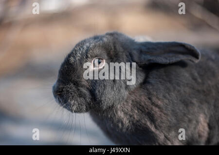 Beautiful gray rabbit Stock Photo