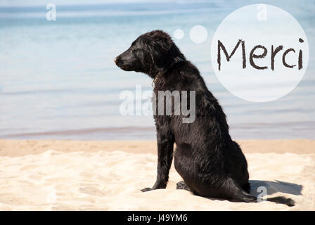 Speech Balloon With French Text Merci Means Thank You. Flat Coated Retriever Dog At Sandy Beach. Ocean And Water In The Background Stock Photo