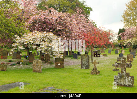 Peaceful village churchyard, gravestones, cherry blossom, Sculthorpe Norfolk UK Stock Photo