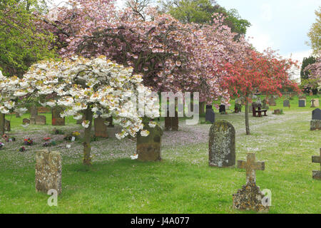 Peaceful village churchyard, gravestones, cherry blossom, Sculthorpe Norfolk England UK Stock Photo