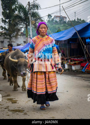BAC HA, VIETNAM - CIRCA SEPTEMBER 2014:  Hmong woman driving buffalo at the  Bac Ha sunday market, the biggest minority people market in Northern Viet Stock Photo