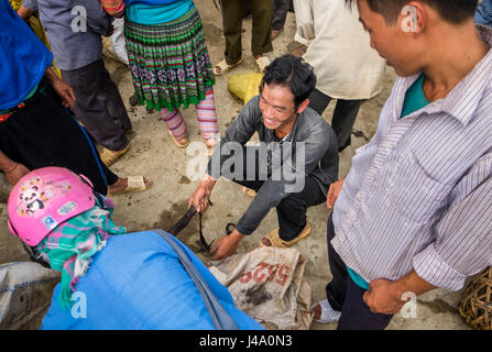 BAC HA, VIETNAM - CIRCA SEPTEMBER 2014:  Merchant pulling a pig at the Bac Ha sunday market, the biggest minority people market in Northern Vietnam Stock Photo