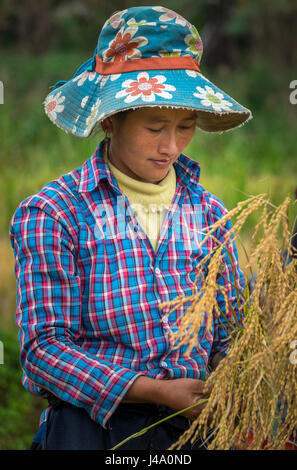 BAC HA, VIETNAM - CIRCA SEPTEMBER 2014:  Young woman harvesting rice in Vietnam. Stock Photo