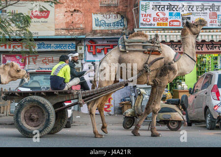 Johri Bazaar; Indian man driving a camel in Jaipur, India Stock Photo