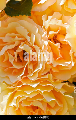 Close-Up of 'Eureka' Roses Stock Photo